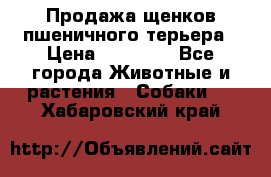 Продажа щенков пшеничного терьера › Цена ­ 30 000 - Все города Животные и растения » Собаки   . Хабаровский край